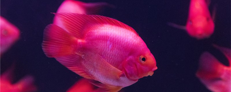 鹦鹉鱼怎么养最红，喂什么饲料能变红